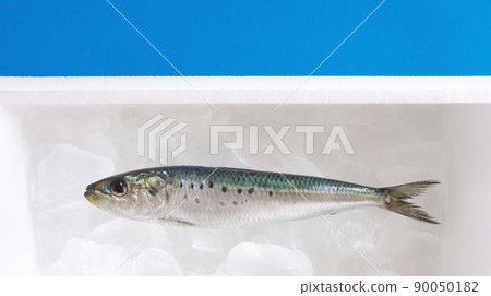 Fish (squid) stored on ice in a styrofoam box 90050182