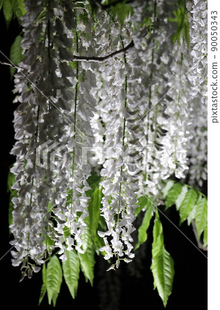 Illuminated white wisteria Illuminated white wisteria 90050343
