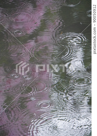 雨水在映照著杜鵑花的河流中泛起漣漪 雨水在映照著杜鵑花的河流中泛起漣漪 90050912