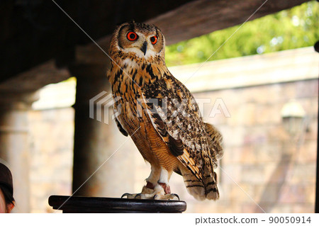 圖案精美的孟加拉鷹貓頭鷹 90050914