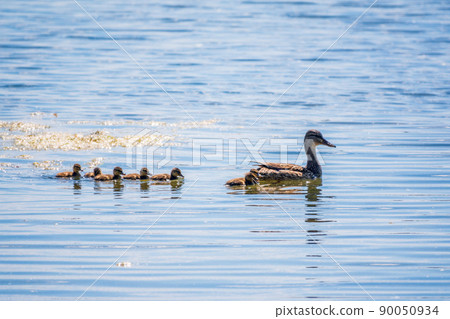 A family of ducks, a duck and its little ducklings are swimming in the water. The duck takes care of its newborn ducklings. Mallard, lat. Anas platyrhynchos A family of ducks, a duck and its little ducklings are swimming in the water. The duck takes care of its newborn ducklings. Mallard, lat. Anas platyrhynchos 90050934