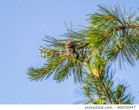 Cedar branches with long fluffy needles with a beautiful blurry background. Cedar branches with fresh shoots in spring. 90050947