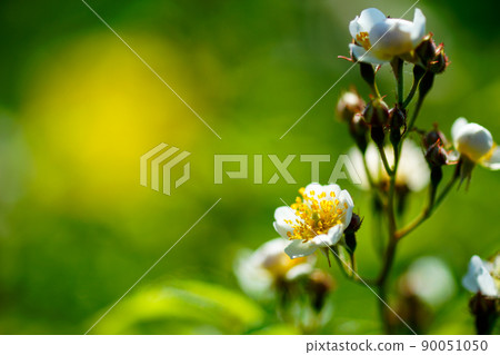 Wild rose flowers on the Shinano River and Yasuragi Embankment 90051050