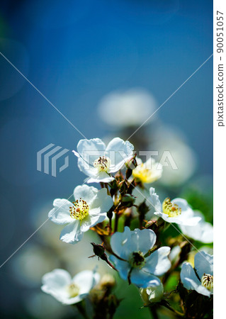 信濃川和安良木堤岸上的野玫瑰花 90051057