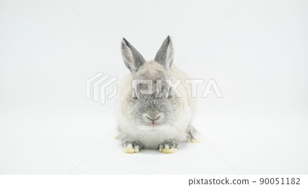 Gray-haired Netherlands Dwarf [Front] 90051182
