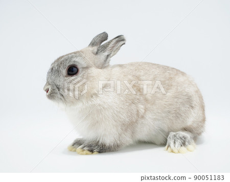 Sideways rabbit 90051183