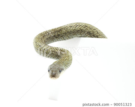 A rat snake that climbs over a wall and shows its face A rat snake that climbs over a wall and shows its face 90051323