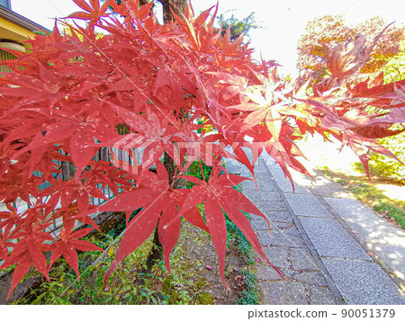 Autumn maples dyed red along the approach 90051379