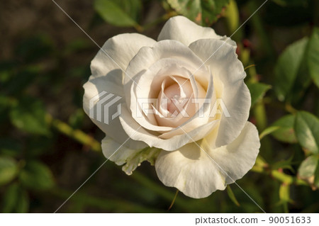 玫瑰 90051633