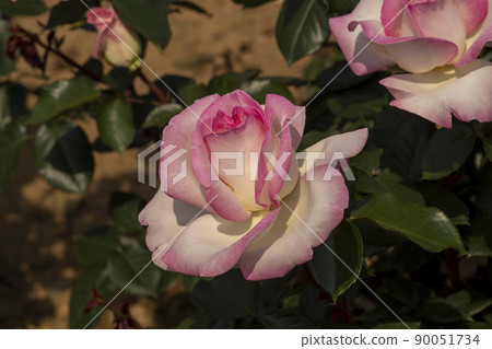 rose 90051734