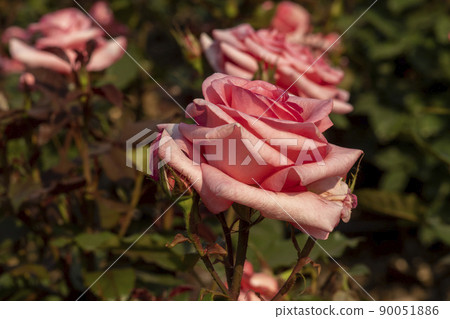 rose rose 90051886