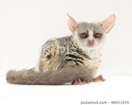Senegal bushbaby with a sleepy look 90051959