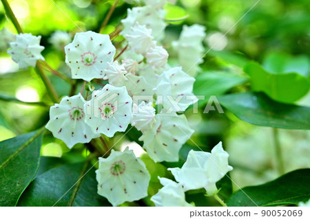 Kalmia 球散景 Kalmia 球散景 90052069