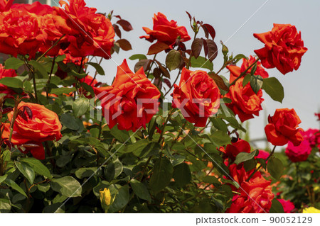 rose rose 90052129