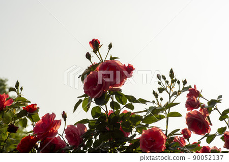 rose 90052137