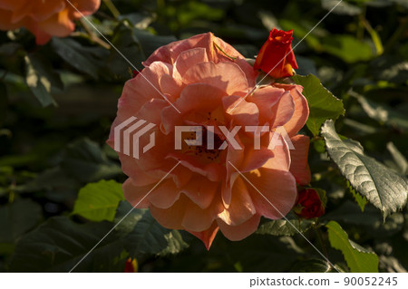 玫瑰 玫瑰 90052245