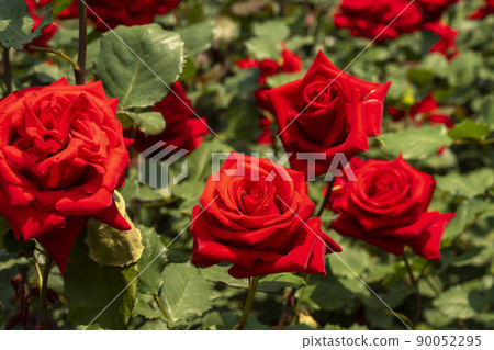 玫瑰 90052295