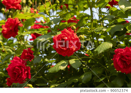 玫瑰 玫瑰 90052374