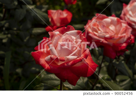 rose rose 90052456