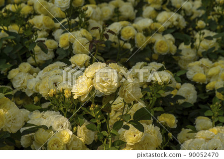 玫瑰 玫瑰 90052470