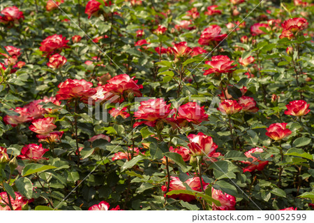 rose rose 90052599