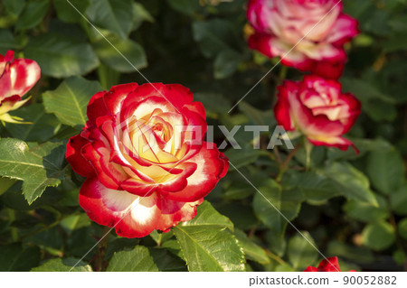 rose rose 90052882