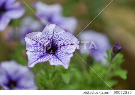 茄科矮牽牛(園藝植物) 茄科矮牽牛(園藝植物) 90052883