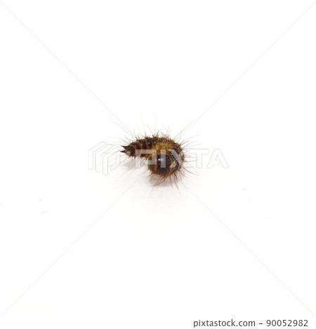 Curled skin beetle larvae Curled skin beetle larvae 90052982
