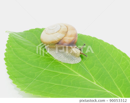 Hydrangea leaves and snails Hydrangea leaves and snails 90053312
