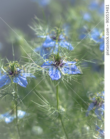 Nigella Nigella 90053481