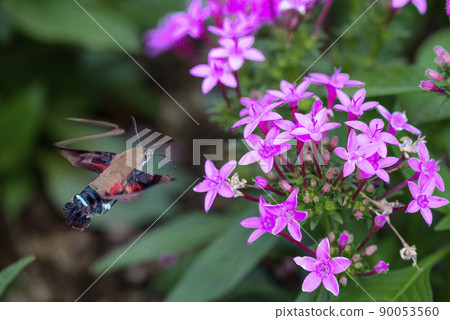 Ooskasiba and pentas 90053560