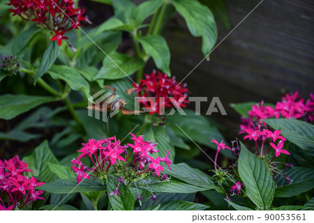 Ooskasiba and pentas 90053561