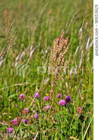 九頭龍川-大泉鳴香 / 堤岸 九頭龍川-大泉鳴香 / 堤岸 90053629