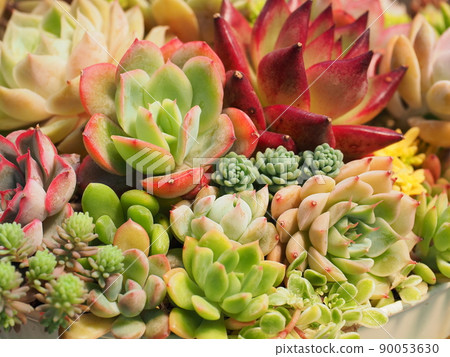 美麗的多肉植物群植 90053630