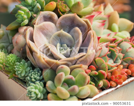 美麗的多肉植物群植 90053631