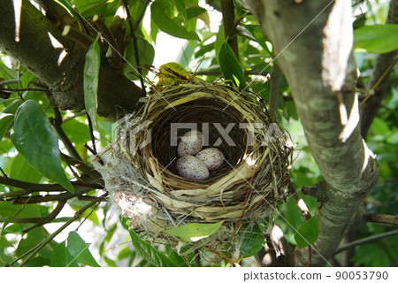 Bird's nest made in a garden tree Great tit 90053790