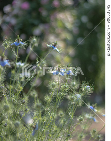 Nigella blooming in the rose garden Nigella blooming in the rose garden 90053845