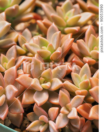 Succulent bronze princess Succulent bronze princess 90053990