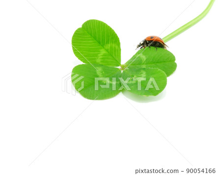 Ladybugs perching on the edge of a four-leaf clover 90054166