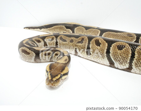 A ball python with a thicker torso than the head A ball python with a thicker torso than the head 90054170