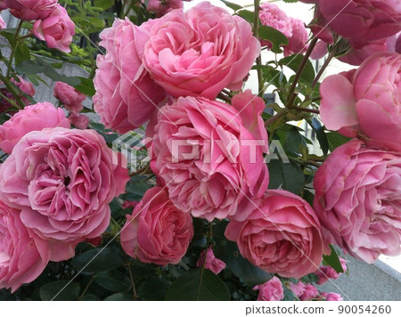 Rose Leonardo da Vinci Pink 90054260