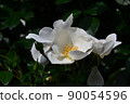 Rose (single) 90054596