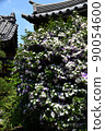 Mari Smell (Brunfelsia latifolia) 90054600
