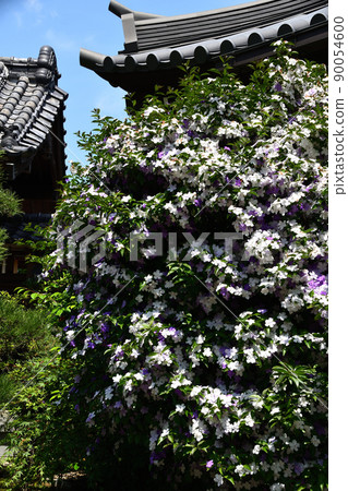 Mari Smell (Brunfelsia latifolia) 90054600