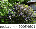 Mari Smell (Brunfelsia latifolia) 90054601