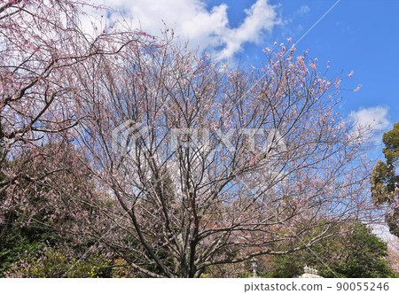 春天奧野公園的櫻花 90055246