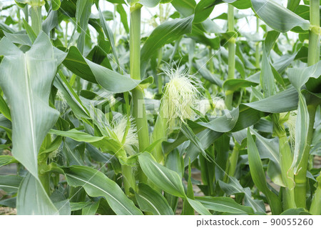 初夏玉米地裡的雄花和雌花 90055260