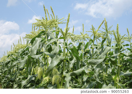 Male and female flowers in the corn field in early summer 90055263