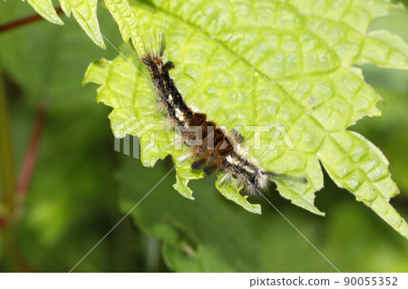 Momdokuga的幼蟲 Momdokuga的幼蟲 90055352