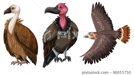 Set of hawk or vulture in cartoon style 90055750